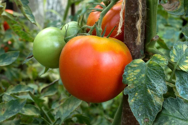 Red tomatoes growing in the garden