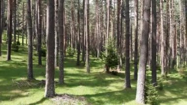 Ormanın içinde uçan