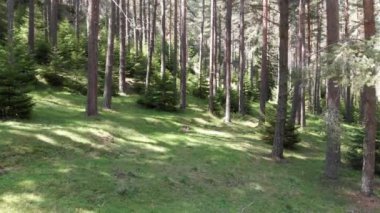 Ormanın içinde uçan