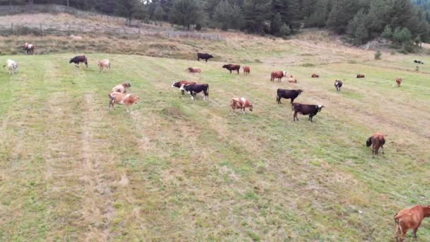 Aerial View Cows Mountain Meadow — Stock Video