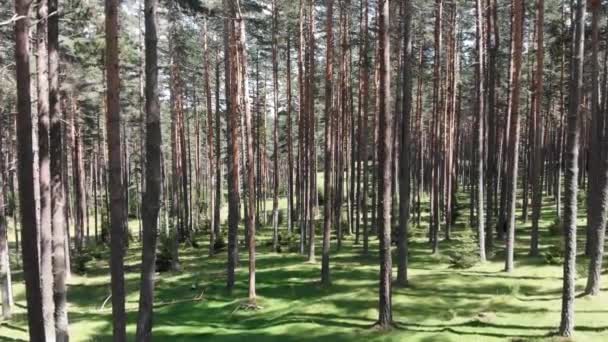 Voler dans la forêt 
