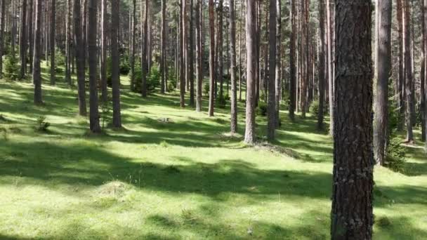 Voando Dentro Floresta — Vídeo de Stock