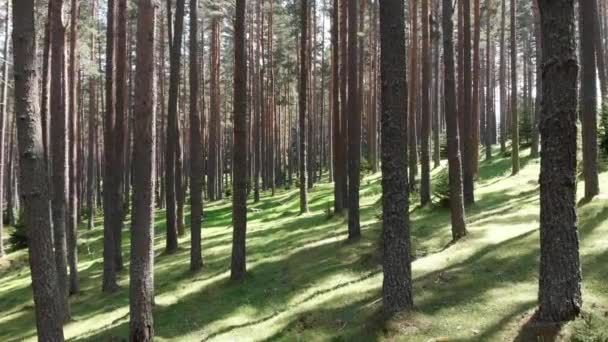 Voando Dentro Floresta — Vídeo de Stock