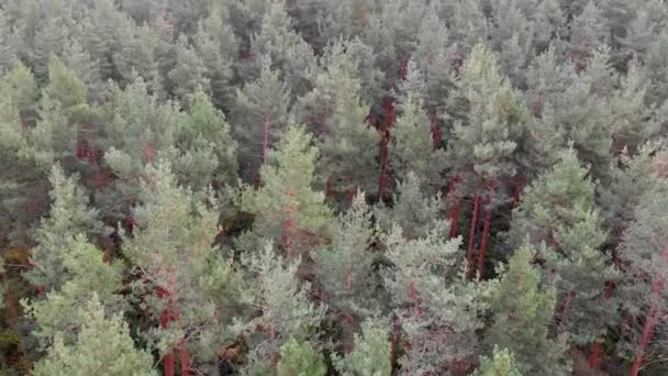 Fliegen Über Den Wald — Stockvideo