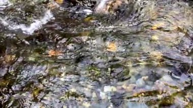 Dağ nehir slow motion video
