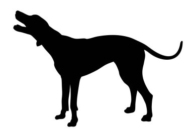 Köpek.