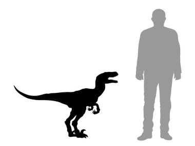 Vector illustration of silhouette of dinosaur Velociraptor compared to a 1.80 m tall person. clipart
