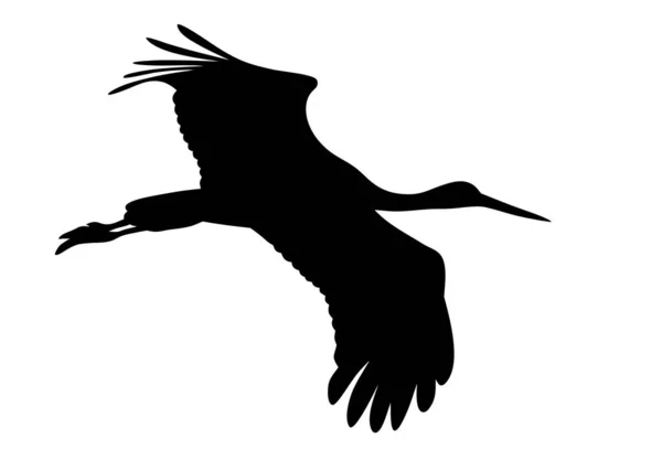 Storch — Stockvektor