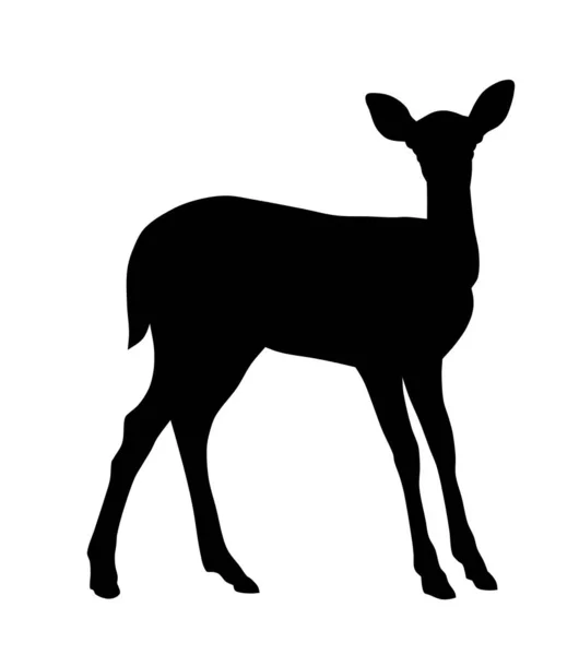 Baby Deer — Stock Vector