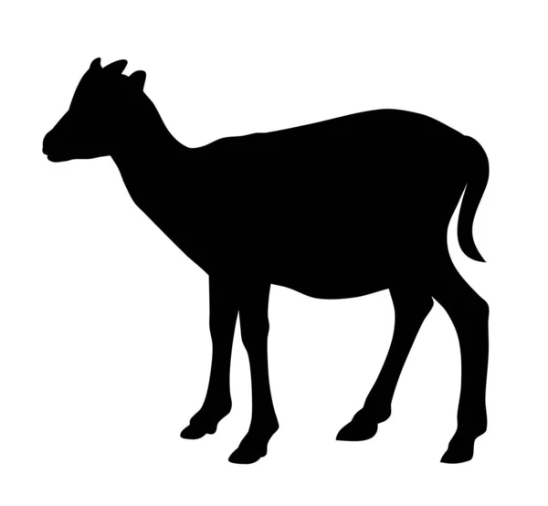 Goat Baby — Stock Vector