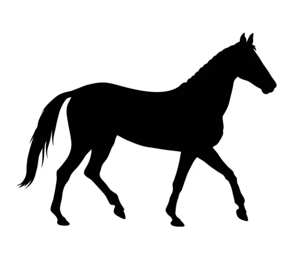 Paard — Stockvector
