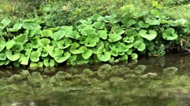 Bulgaristan 'ın Rodop dağındaki küçük nehir