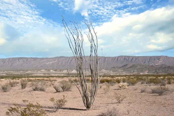 Chihuahuan Desert Landscape at Big Bend National Park, Texas, USA