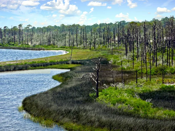 Alberi Fauna Costa Divorati Dall Uragano Ivan Nel 2004 Big — Foto Stock