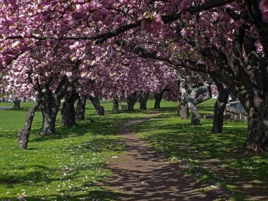 Stamford 'da Riverside Park 'ta kiraz çiçeği ağaçları, CT