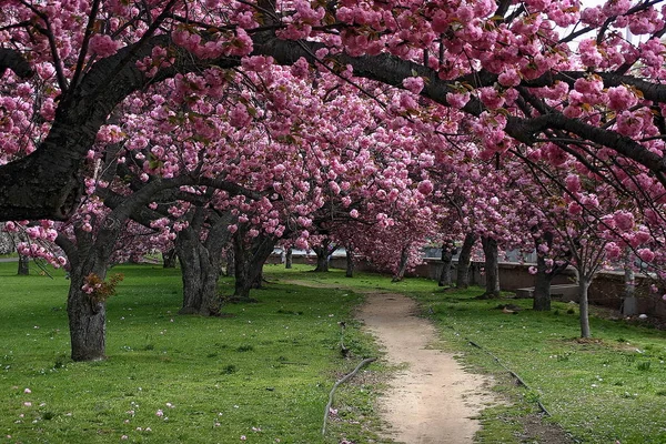 Mill River Park 'ta kiraz çiçeği ağaçları-Stamford, Connecticut