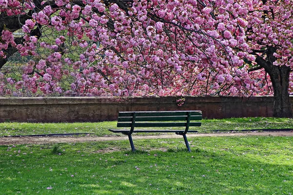 Kirschblütenbäume Mühle River Park Stamford Connecticut — Stockfoto