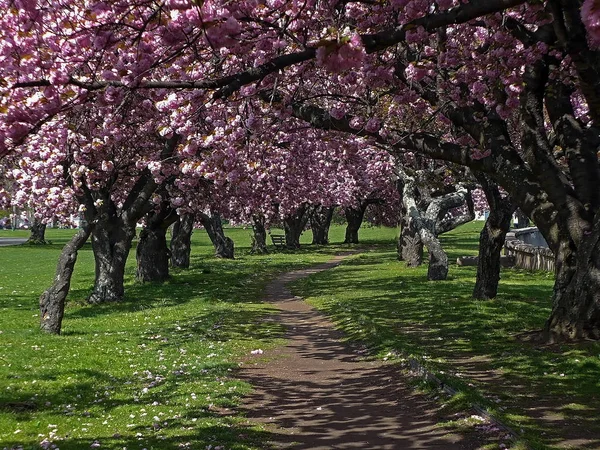 Kirschblütenbäume Flusspark Stamford — Stockfoto