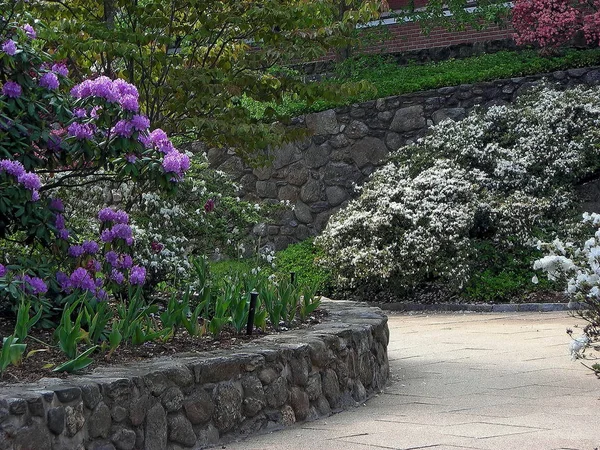 Kiraz çiçeği ağaçları - Greenwich, Connecticut