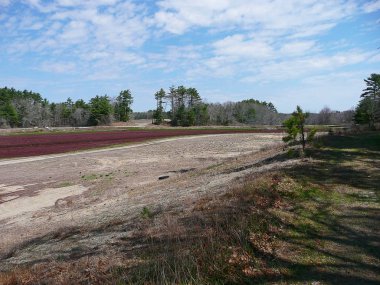 Kızılcık bataklık