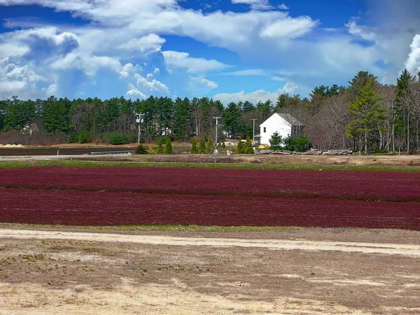 Kızılcık bataklık