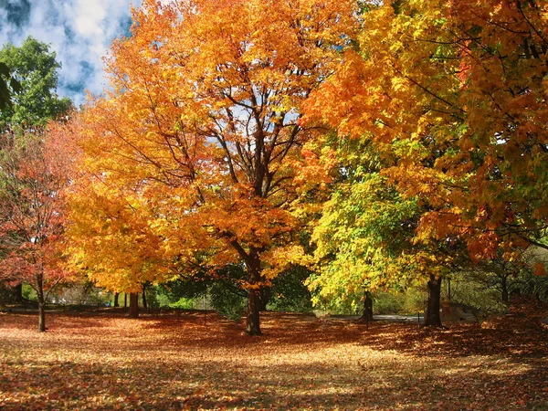 Indiana Autumn Scene