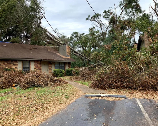 나무와 Hurricane Sally September 2020 Pensacola Florida Usa — 스톡 사진