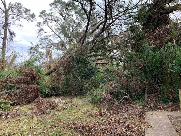 Tree and property damage from Hurricane Sally, September 17, 2020, Pensacola, Florida, USA