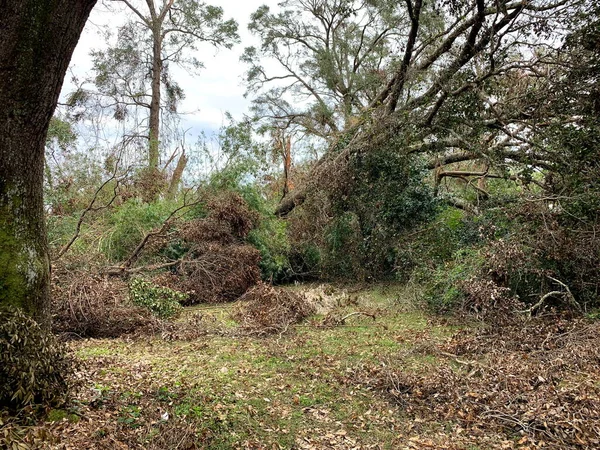 Tree and property damage from Hurricane Sally, September 17, 2020, Pensacola, Florida, USA