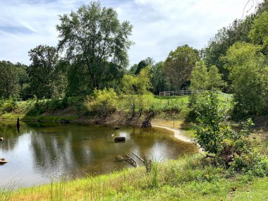 Doğal bir doğa ortamında gölet, Alabama, ABD