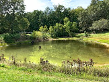 Doğal bir doğa ortamında gölet, Alabama, ABD