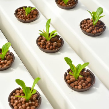Hydroponics method of growing plants in greenhouse clipart