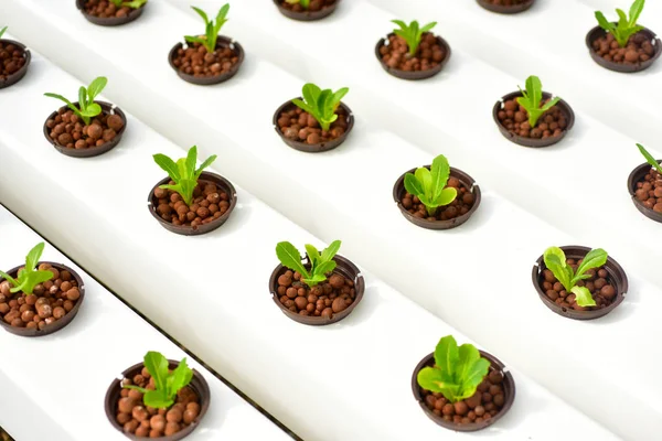 Hydroponics method of growing plants in greenhouse