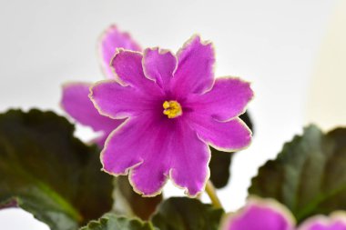 African violet bitki çeşitli buzlu günbatımı taze güzel çiçekli Beyaz ve pembe 