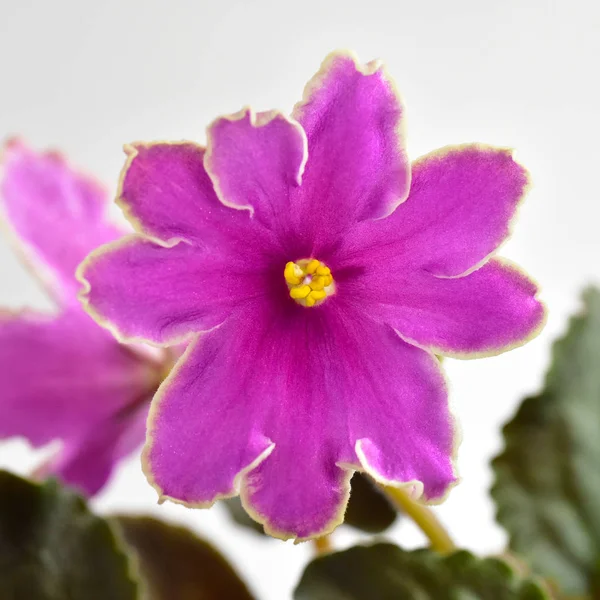 African violet plant variety Icy Sunset with white and pink fresh beautiful  flowers