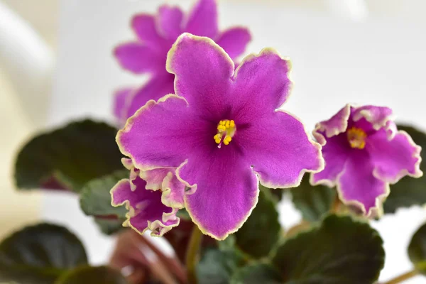 African Violet Växtförädlarrätt Isiga Sunset Med Vitt Och Rosa Färska — Stockfoto