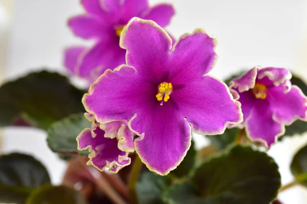 African Violet Växtförädlarrätt Isiga Sunset Med Vitt Och Rosa Färska — Stockfoto