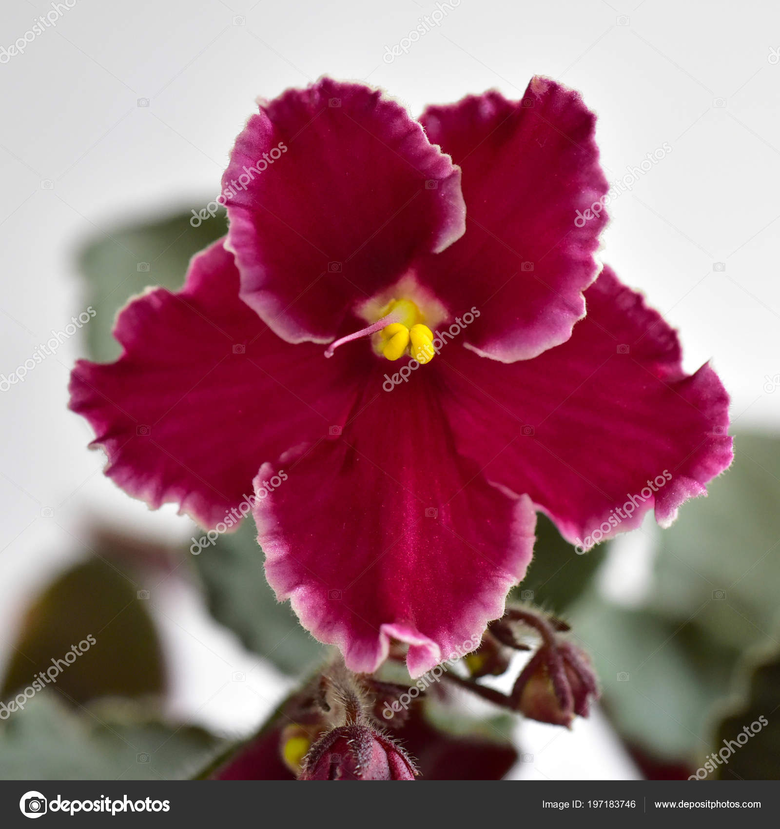 African Violet Plant Variety Emergency White Red Fresh Beautiful Flowers  Stock Photo by ©coconat 197183746