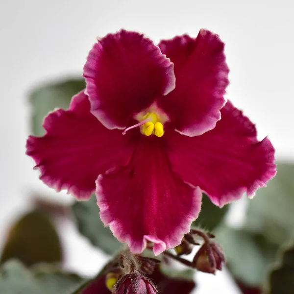 African Violet Växtförädlarrätt Nödsituation Med Vita Och Röda Färska Vackra — Stockfoto