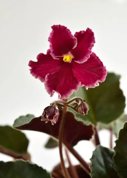 African Violet Växtförädlarrätt Nödsituation Med Vita Och Röda Färska Vackra — Stockfoto