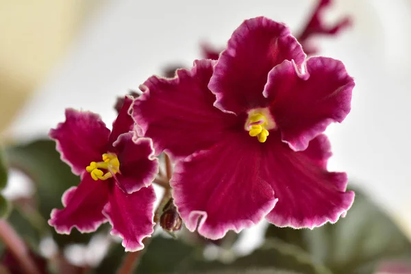 African Violet Växtförädlarrätt Nödsituation Med Vita Och Röda Färska Vackra — Stockfoto