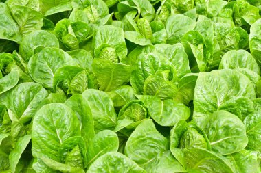 Bitki sera içinde büyüyen hydroponics yöntemi