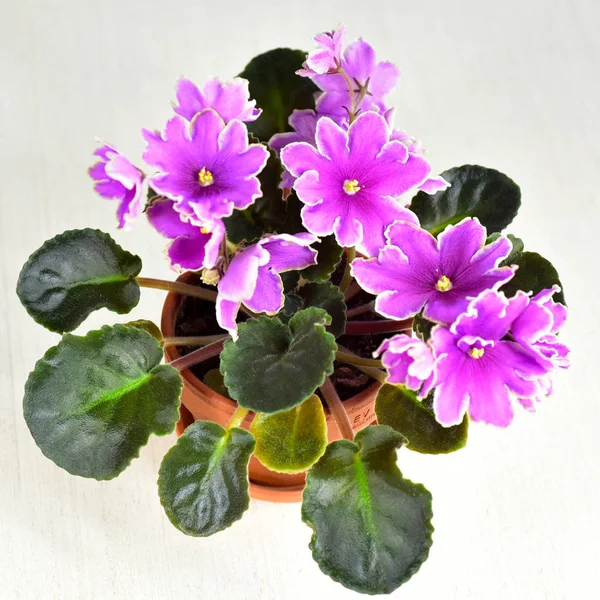 African Violet Växtförädlarrätt Isiga Sunset Med Vitt Och Rosa Färska — Stockfoto