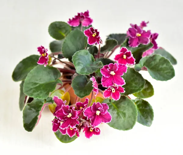非洲紫罗兰色植物品种紧急与白色和红色新鲜美丽的花朵 — 图库照片