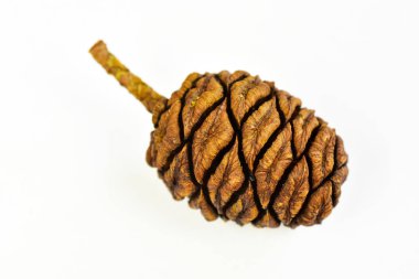 Tohumlar dev sekoya ağacı koniler