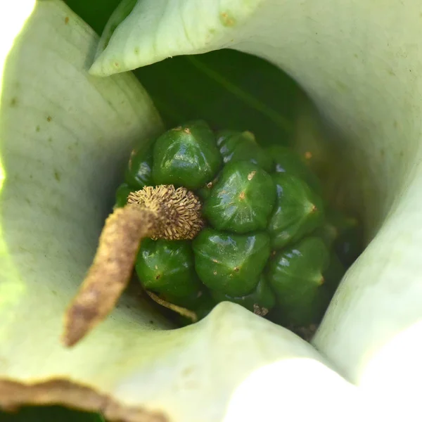 Calla Lelie zaad pod — Stockfoto