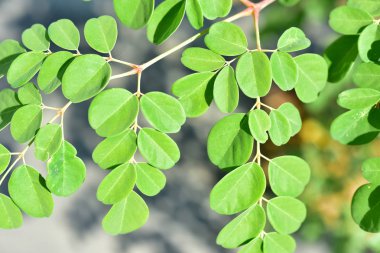 Sahada Moringa ağacı