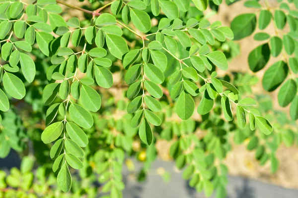 Moringa tree on the field — Stock Photo, Image