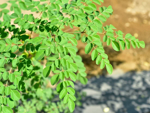 Moringa träd på fältet — Stockfoto