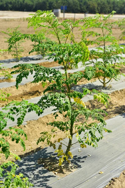 Moringa träd på fältet Royaltyfria Stockfoton